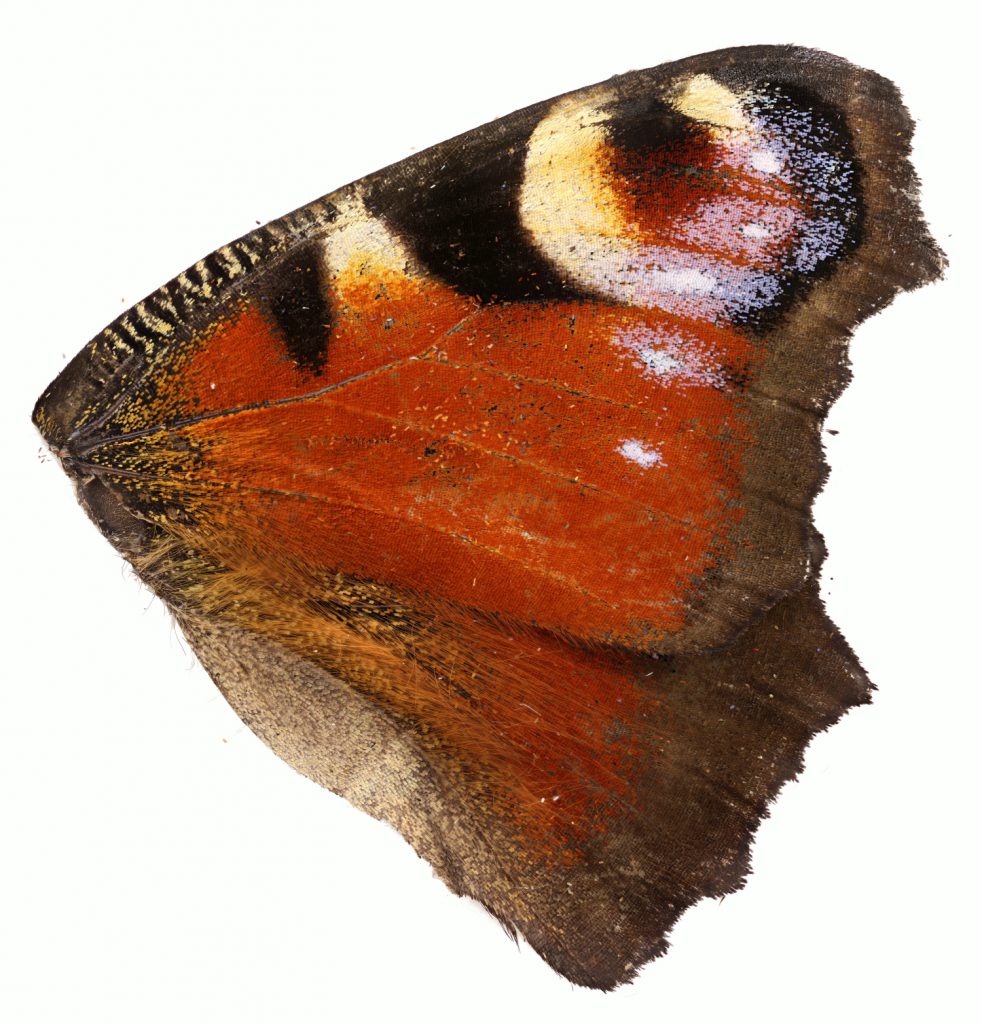Schmetterlingsflügel mplan 5x stitch 5k